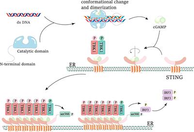 Advances of MnO2 nanomaterials as novel agonists for the development of cGAS-STING-mediated therapeutics